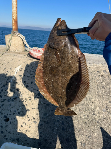 ヒラメの釣果