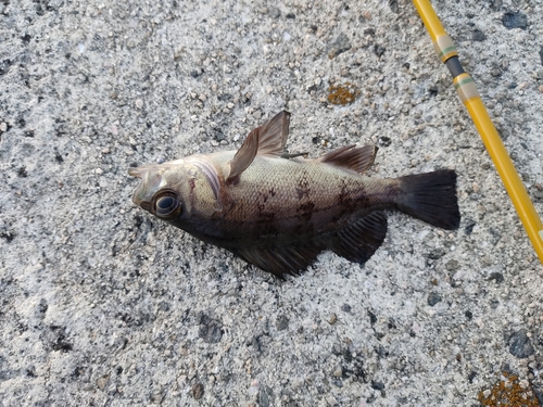 メバルの釣果