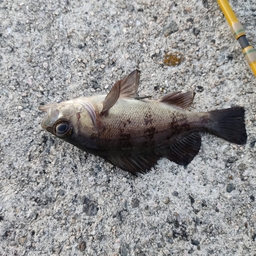 外道マイスターの釣果