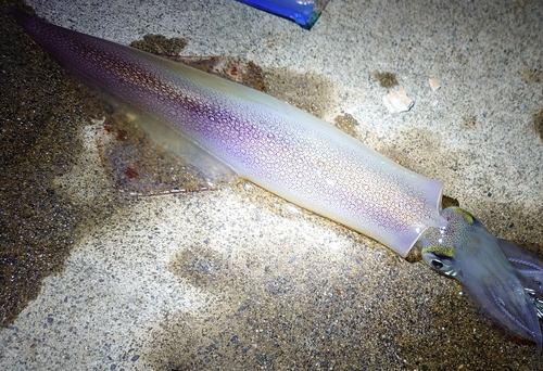 ヤリイカの釣果