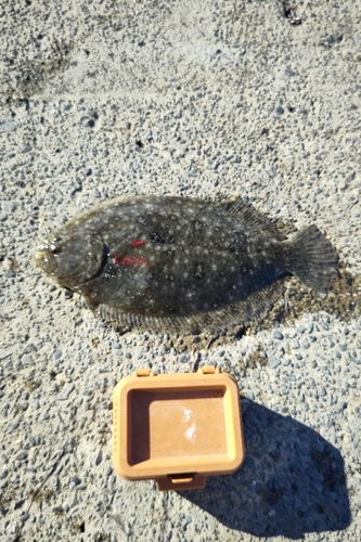 ガンゾウビラメの釣果