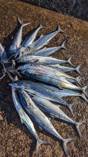 サゴシの釣果