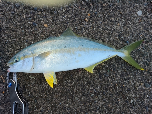 イナダの釣果