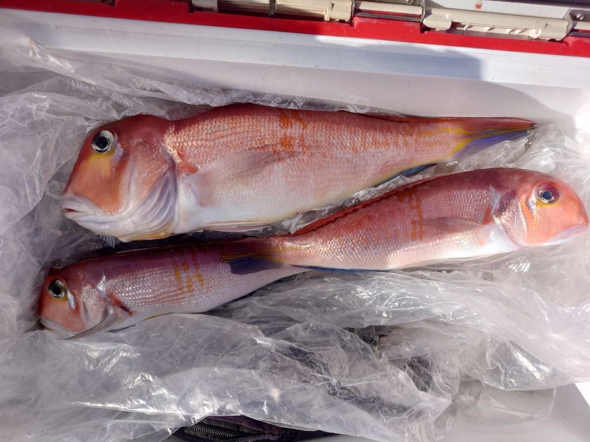 働くルアーマンさんの釣果 1枚目の画像