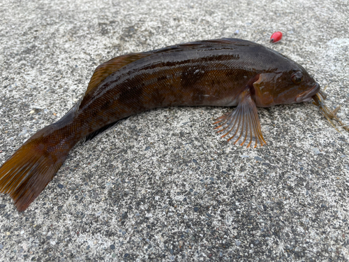 アイナメの釣果