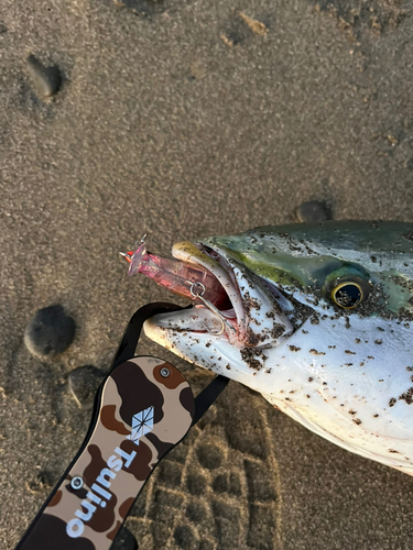 ハマチの釣果