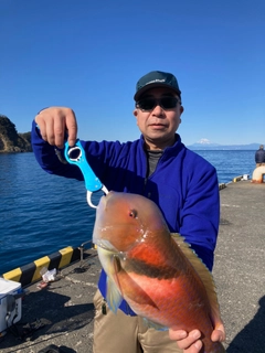 イラの釣果