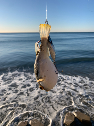 クサフグの釣果