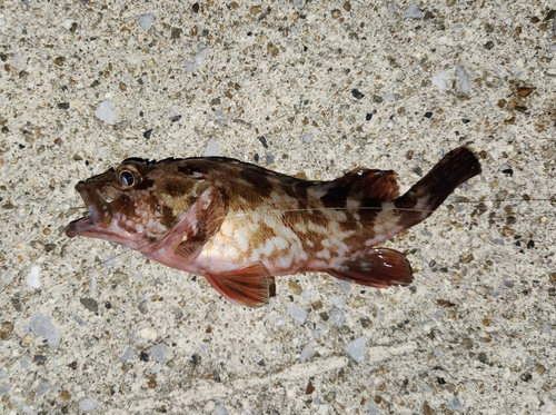 カサゴの釣果