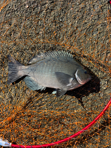 メジナの釣果