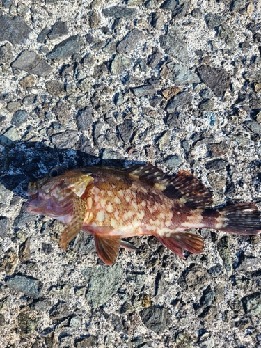 アラカブの釣果