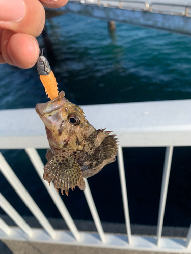 タケノコメバルの釣果