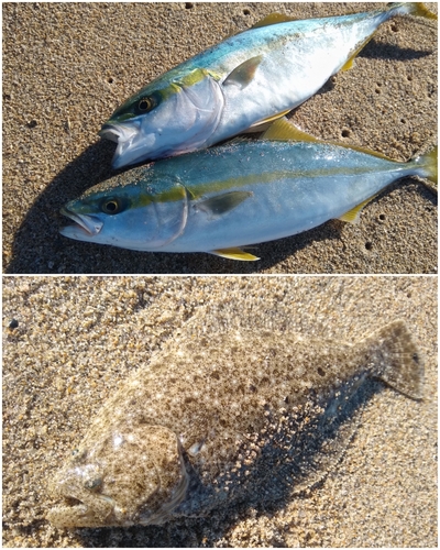 ハマチの釣果