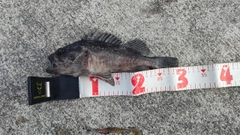 クロソイの釣果