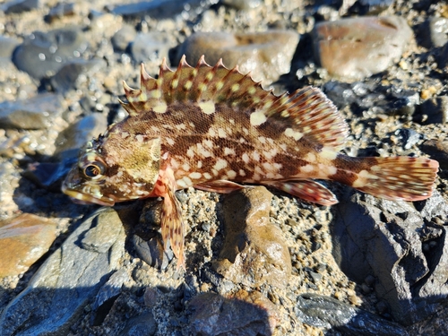 カサゴの釣果