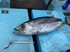 ビンチョウマグロの釣果