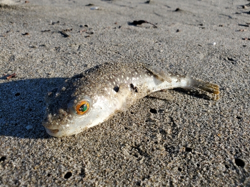 クサフグの釣果