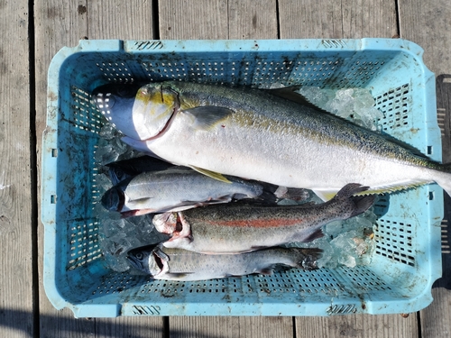 サクラマスの釣果