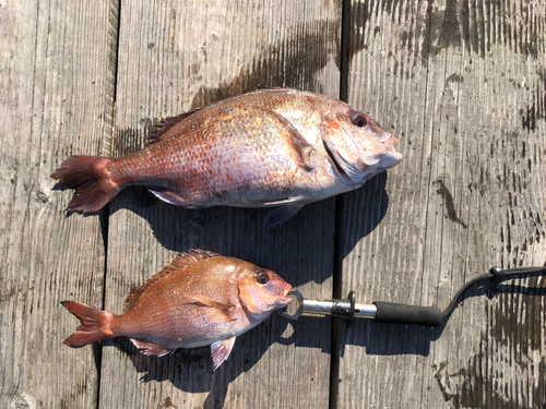 タイの釣果