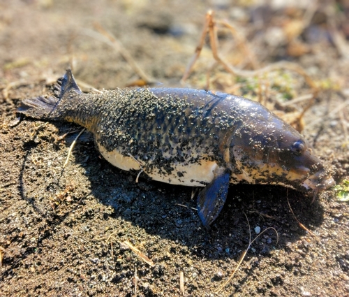 コイの釣果