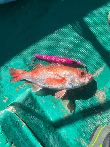 アカムツの釣果