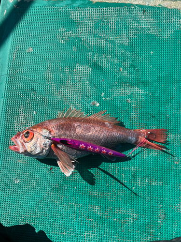 アカムツの釣果