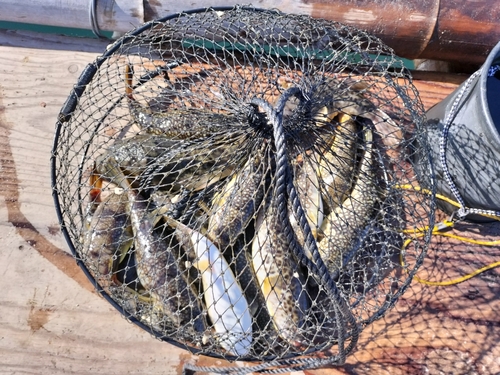 コモンフグの釣果