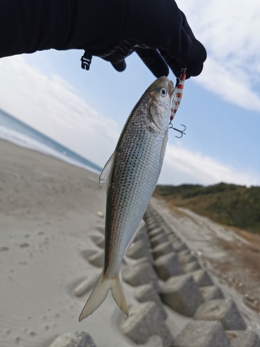 コノシロの釣果