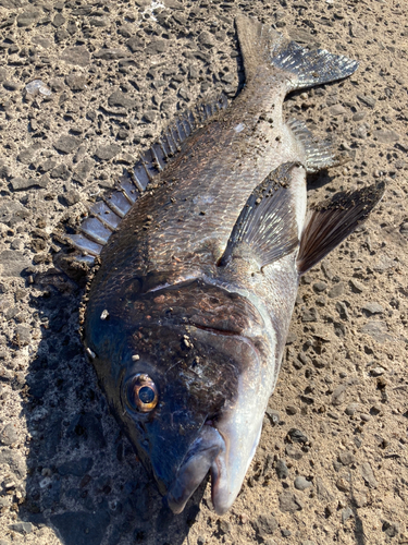 チヌの釣果