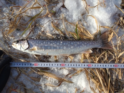 アメマスの釣果