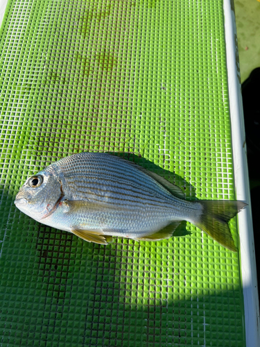 ヘダイの釣果