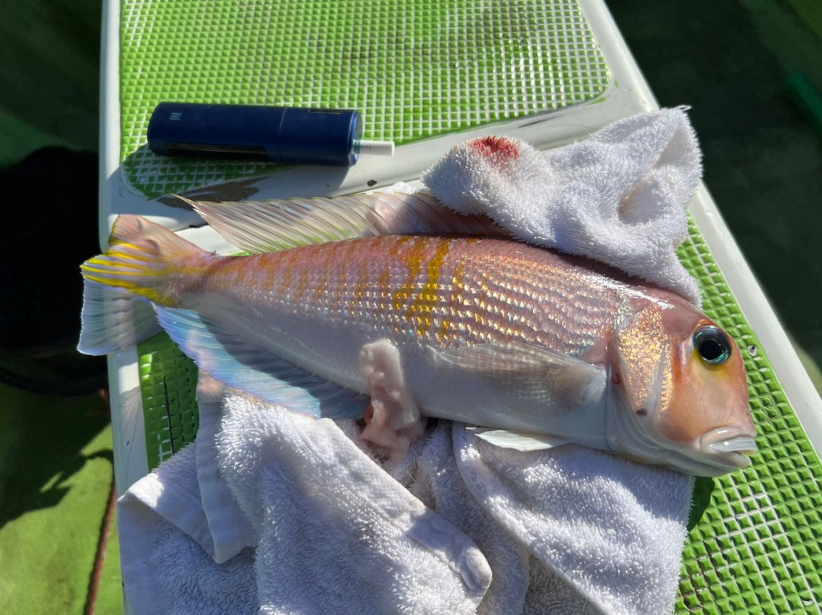 harleyさんの釣果 1枚目の画像