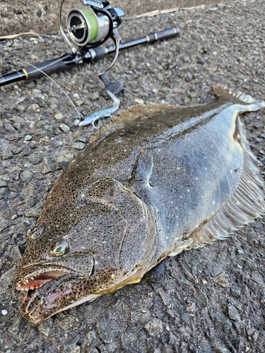 ヒラメの釣果