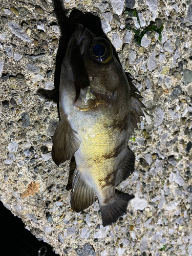 メバルの釣果