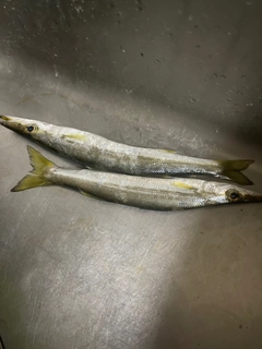 カマスの釣果