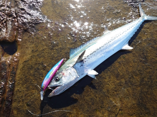 サゴシの釣果