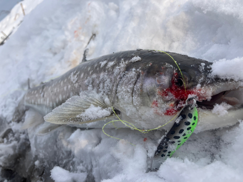 アメマスの釣果