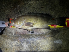 オオモンハタの釣果