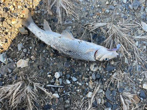 ニゴイの釣果