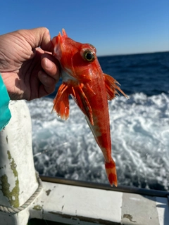 カナガシラの釣果