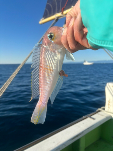 アカアマダイの釣果