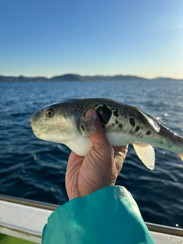 トラフグの釣果