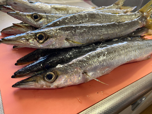 カマスの釣果