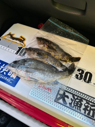 タケノコメバルの釣果