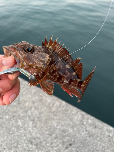 カサゴの釣果