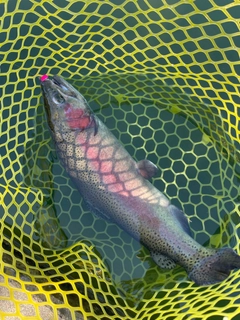 ニジマスの釣果