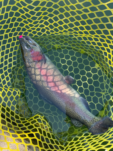 ニジマスの釣果