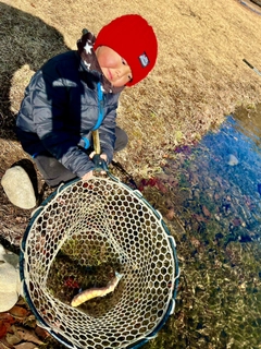 アルビノニジマスの釣果