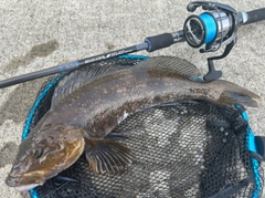 アイナメの釣果