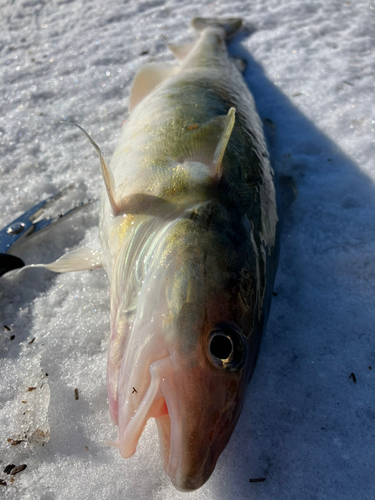 コマイの釣果